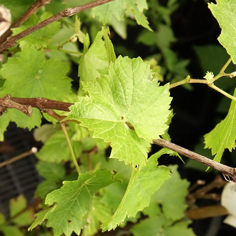 Vitis vinifera Perle de Csaba - Grape Vine (Foliage)