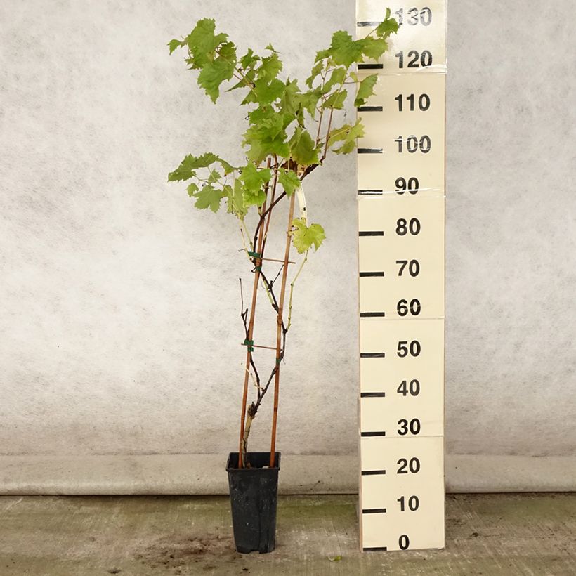 Vitis vinifera Petit Verdot - Grape vine 2L/3L potShipped height around 80/120cm sample as delivered in summer