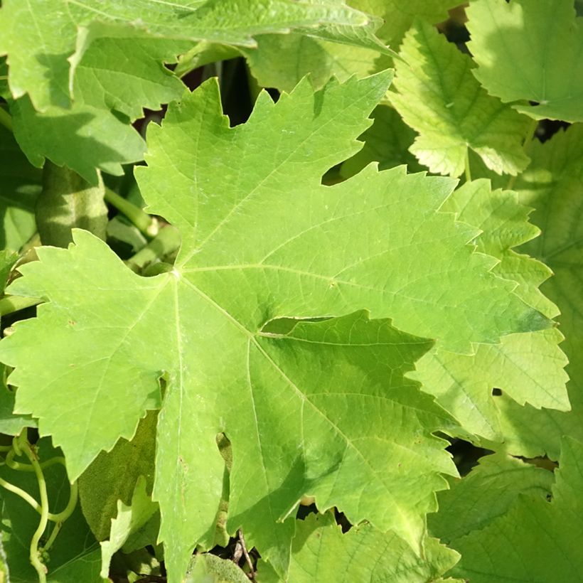 Vitis vinifera Petit Verdot - Grape vine (Foliage)