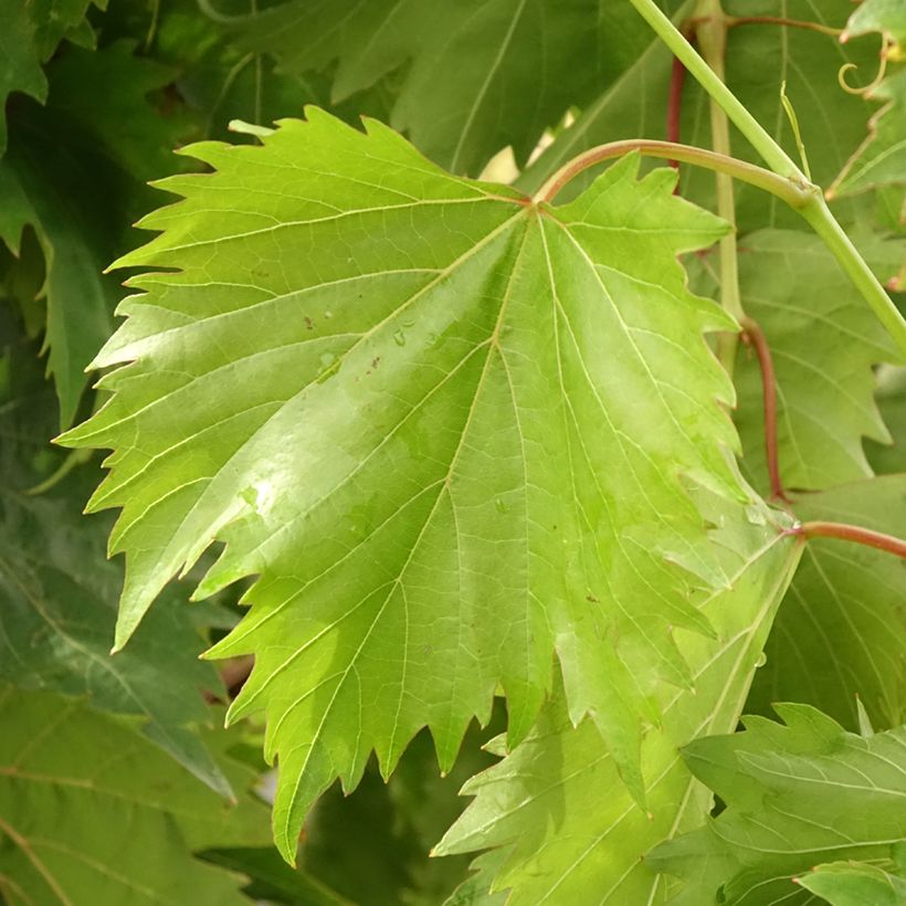 Vitis vinifera Philipp - Grape Vine (Foliage)