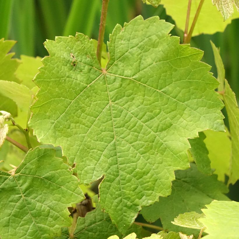 Vitis vinifera Pied de Perdrix - Grape Vine (Foliage)