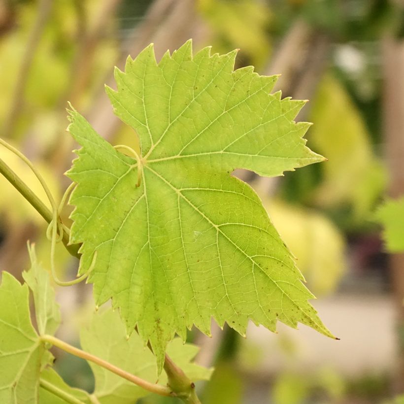 Vitis vinifera Regent (Foliage)