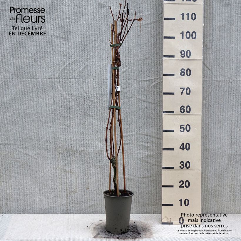 Vigne Regent - Vitis vinifera - Pot de 3L/4L sample as delivered in winter