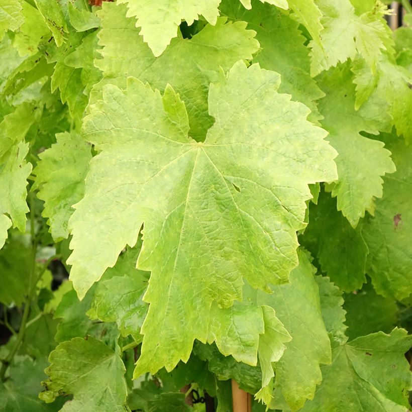 Vitis vinifera Aperina rossa - Seedless Grape vine (Foliage)