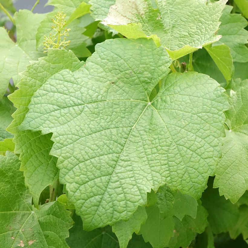 Vitis vinifera Solaris - Grapevine (Foliage)