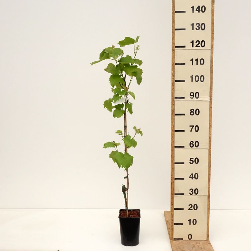 Vitis vinifera Solaris - Grapevine 2L/3L pot sample as delivered in spring