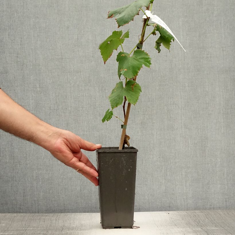 Vitis vinifera Venus - Grape Vine 1.5L/2L pot sample as delivered in summer