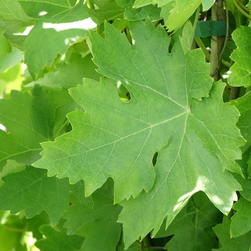 Vitis vinifera Verdea blanche - Grape vine (Foliage)