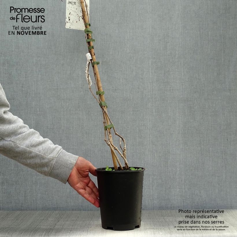 Parthenocissus quinquefolia- Virginia Creeper 2L/3L pot sample as delivered in autumn