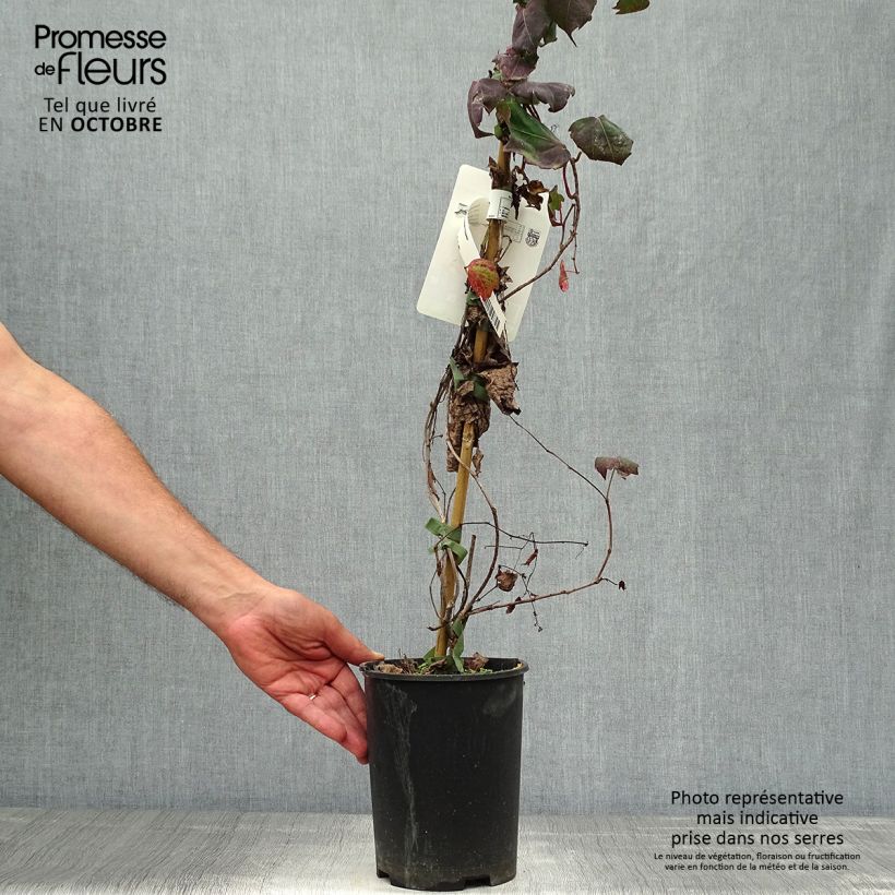 Vigne vierge - Parthenocissus tricuspidata atropurpurea Pot de 2/3L sample as delivered in autumn