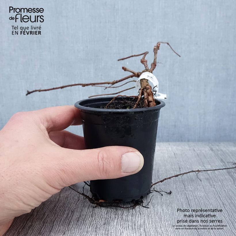 Parthenocissus tricuspidata Veitchii - Boston Ivy sample as delivered in winter