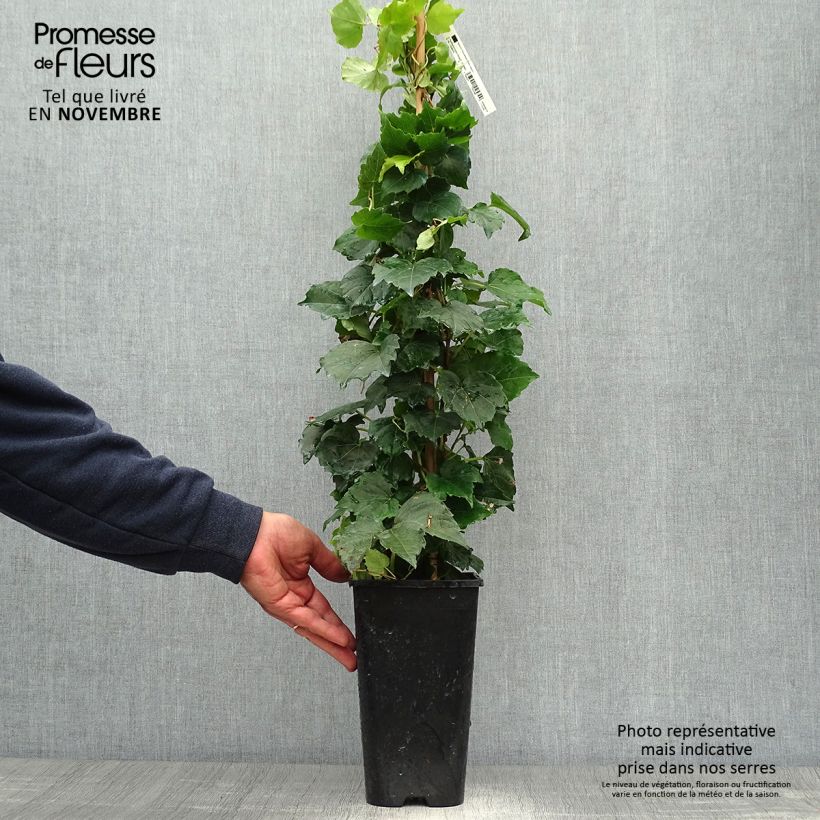 Parthenocissus tricuspidata Veitchii Robusta -Boston Ivy 2L/3L pot sample as delivered in autumn
