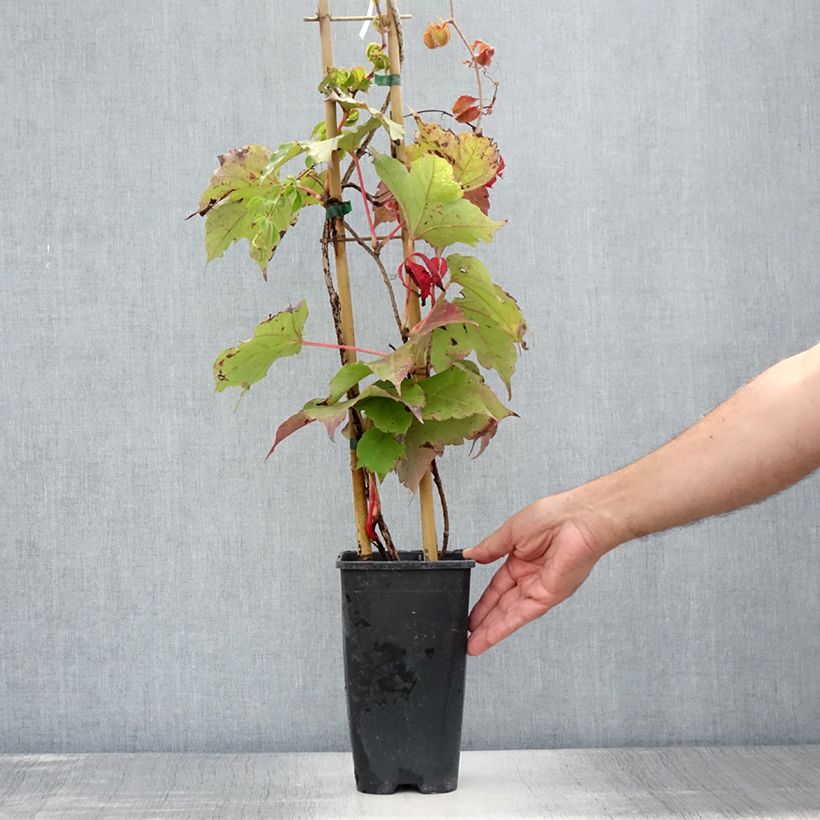 Parthenocissus tricuspidata Veitchii Robusta -Boston Ivy 2L/3L pot sample as delivered in summer