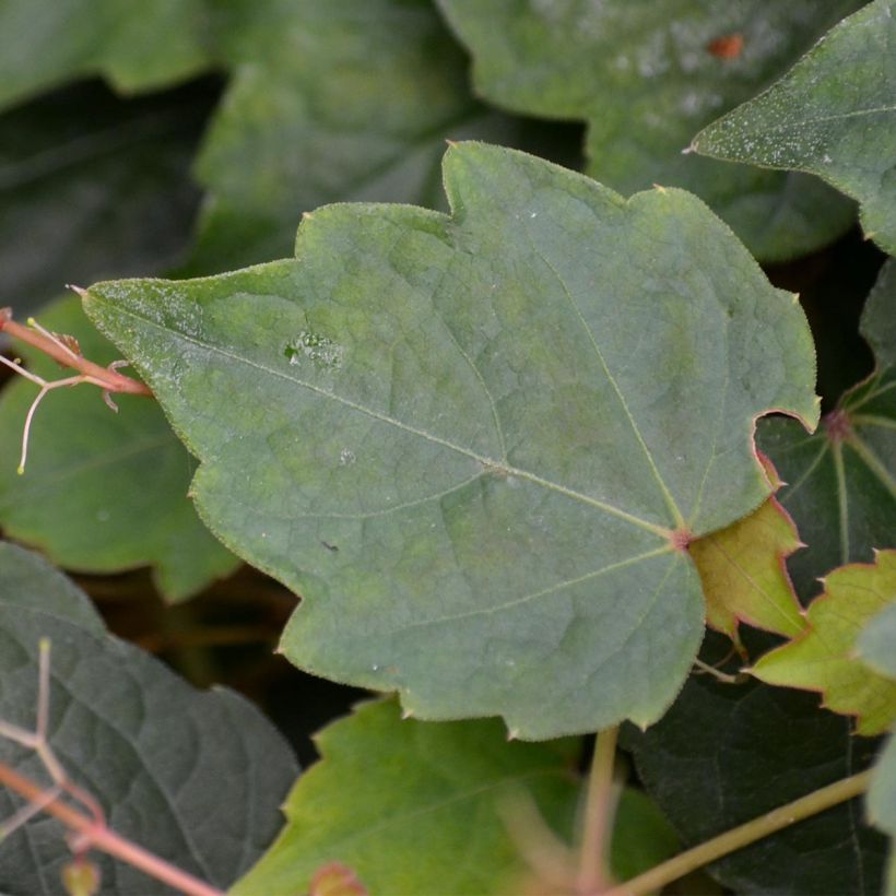 Parthenocissus tricuspidata Veitchii - Boston Ivy (Foliage)