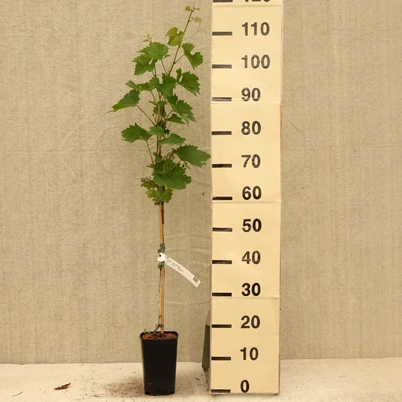 Vitis vinifera Phoenix 2L/3L potShipped height around 60/80cm sample as delivered in summer