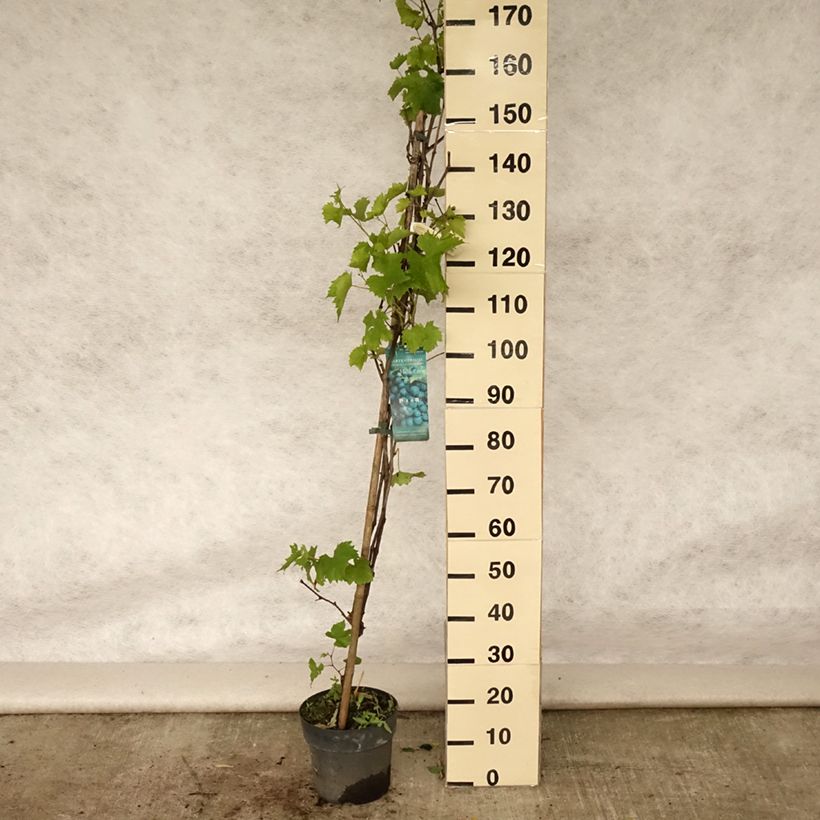 Vitis vinifera Muscat Bleu - Grape vine 4L/5L pot sample as delivered in summer