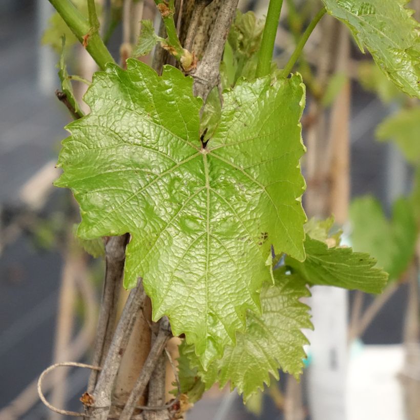 Vitis vinifera Muscat Bleu - Grape vine (Foliage)