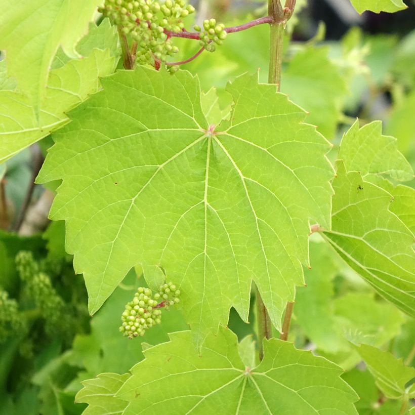 Vitis vinifera Vroege Van Der Laan - Grape Vine (Foliage)