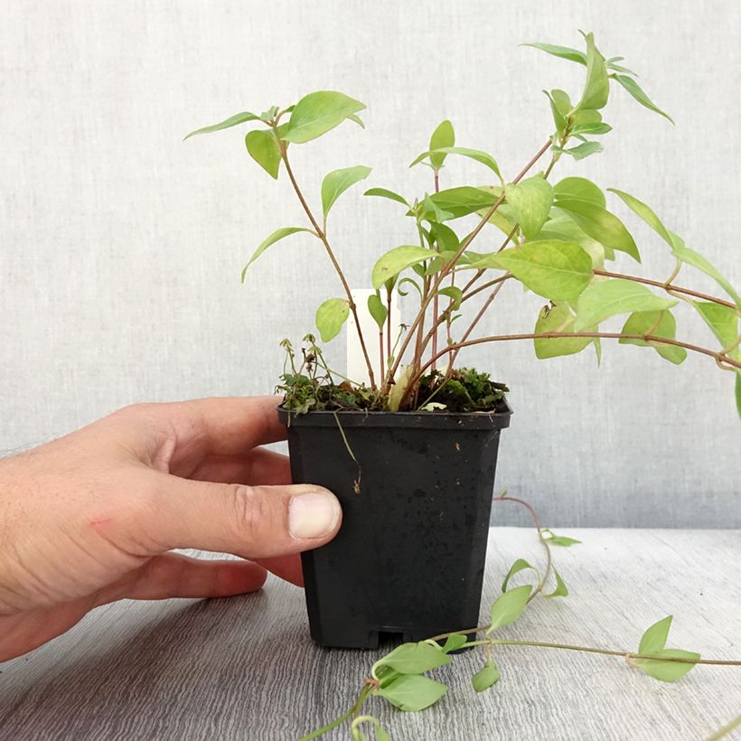 Vinca major Alba - Grande Pervenche blanche Godet de 9cm sample as delivered in autumn