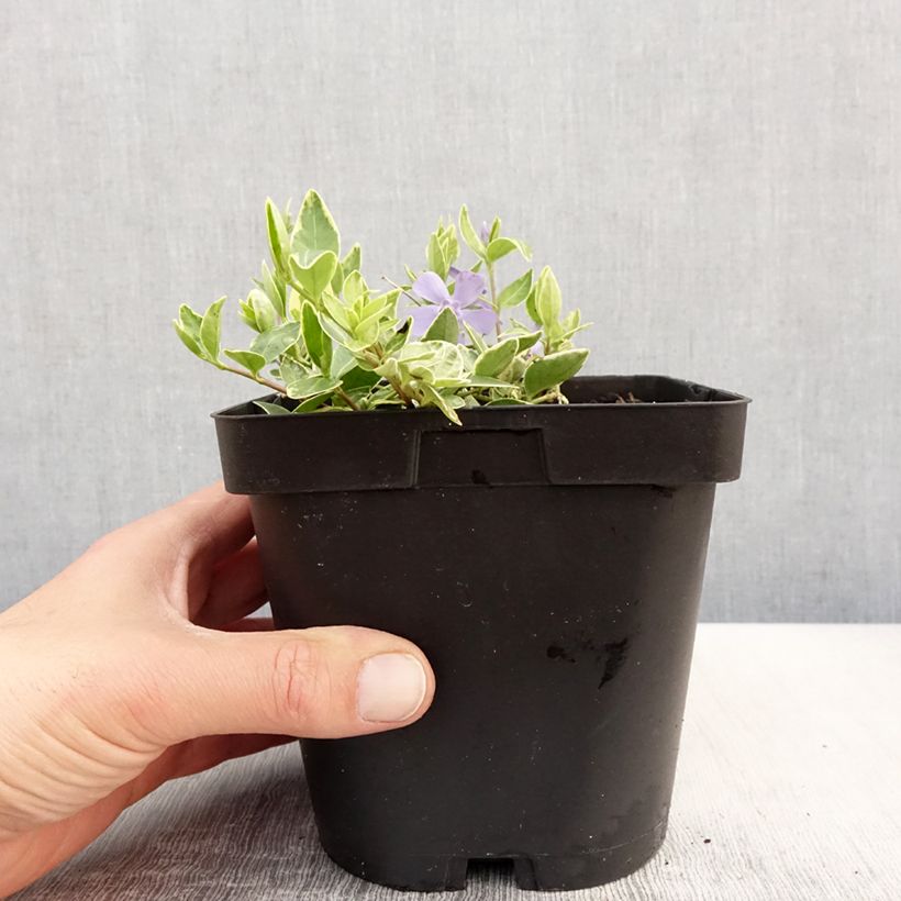 Vinca minor Argenteovariegata - Pervenche panachée à petites fleurs Pot de 2L/3L sample as delivered in spring
