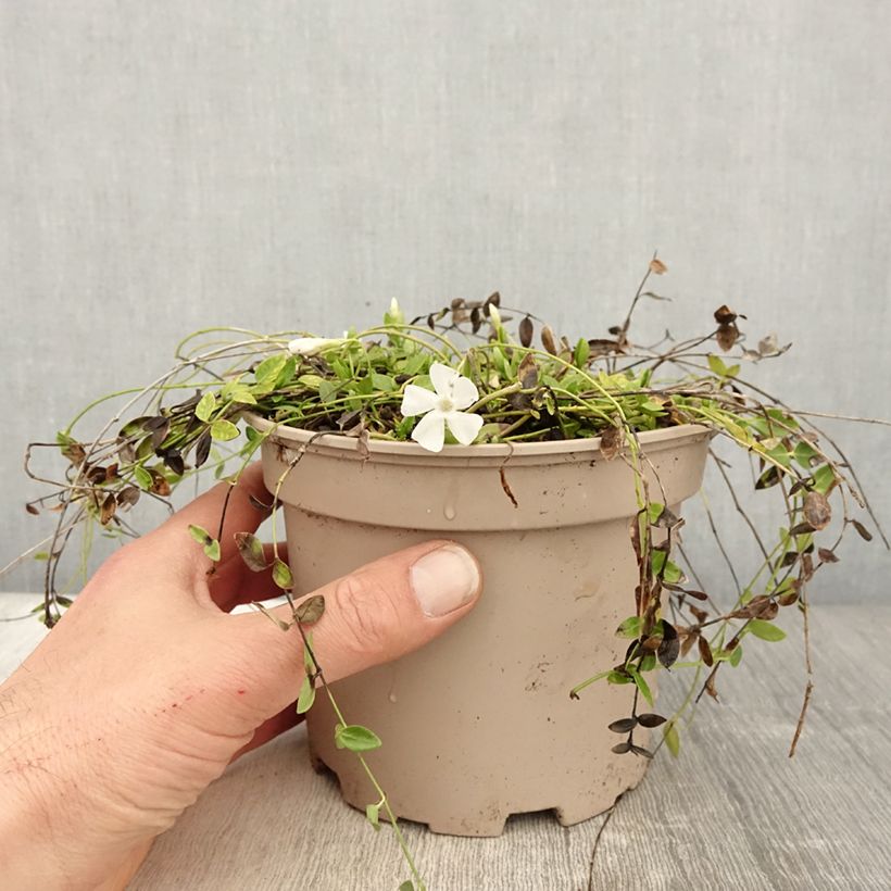 Vinca minor Gertrude Jekyll - Pervenche à petite fleurs  Pot de 2L/3L sample as delivered in spring