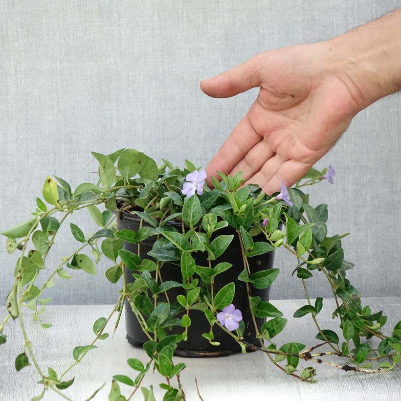Vinca minor 2L/3L pot sample as delivered in summer