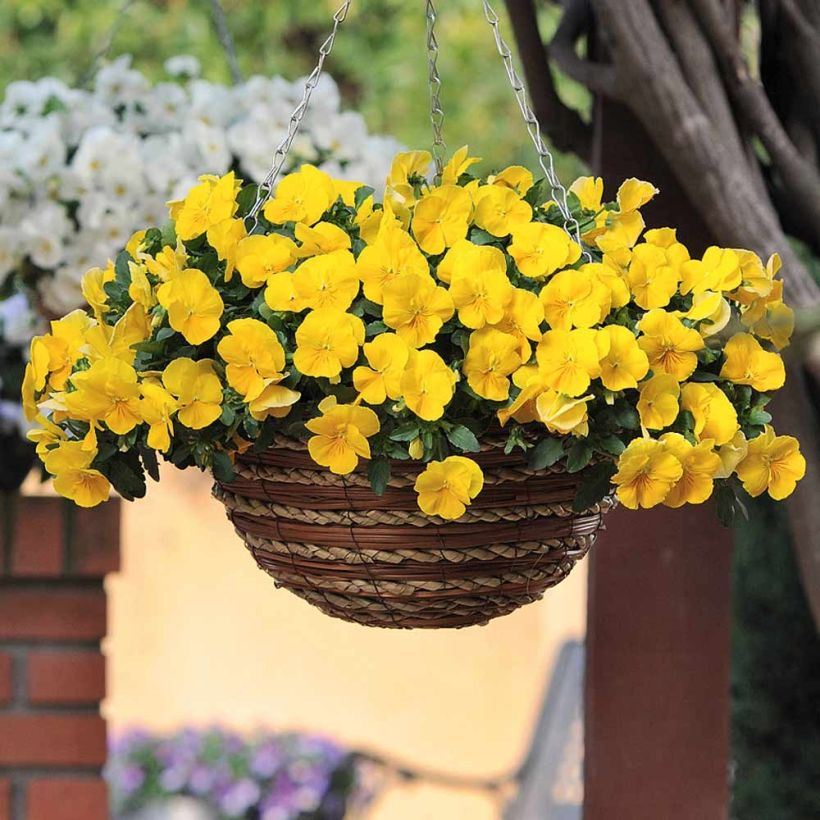 Trailing Pansy Cool Wave Golden Yellow plug plants (Flowering)