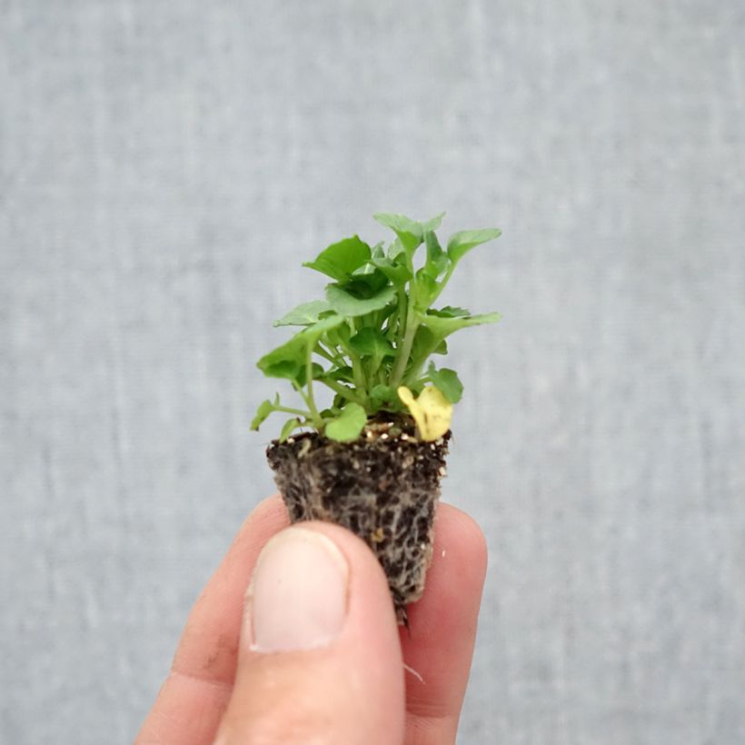 Viola cornuta Butterfly Mix Plug plant 2.2cm x 2cm - Tray of 35 sample as delivered in autumn