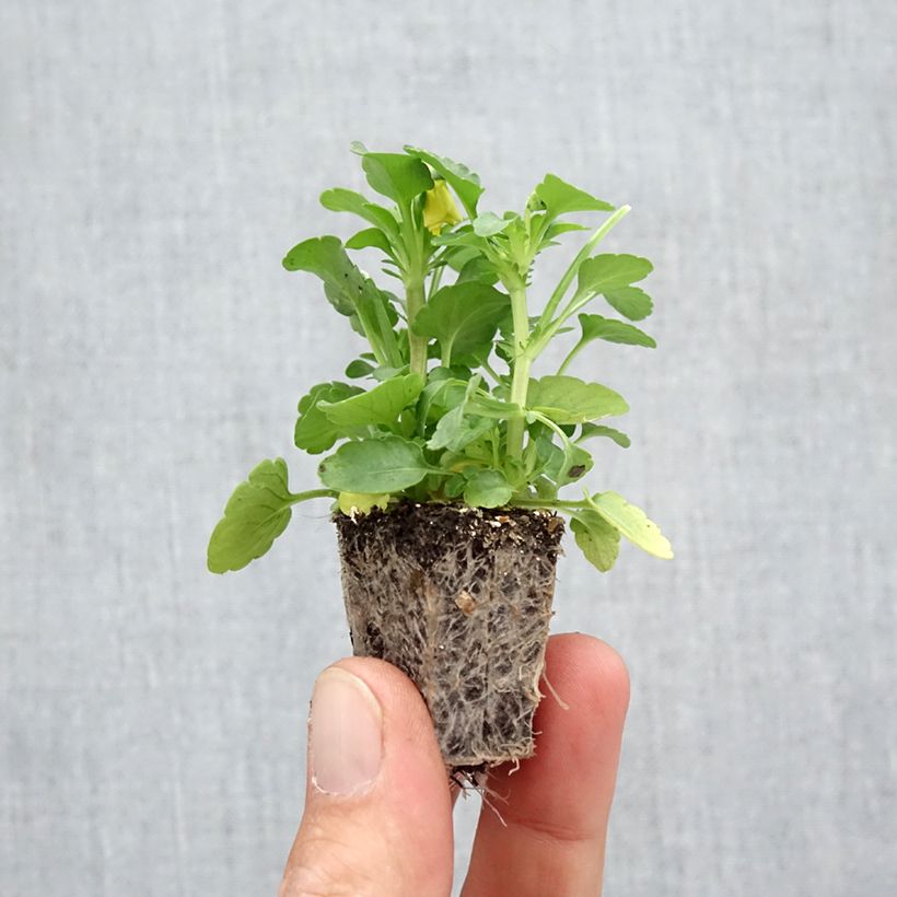 Viola cornuta Sorbet XP Autumn Select blend - bare-root plugs Plug plants 3.8 x 3.2cm - Tray of 16 sample as delivered in autumn