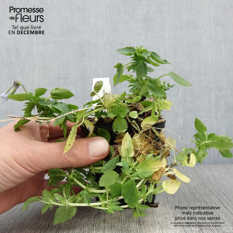 Viola cornuta Icy but spicy 8/9 cm pot sample as delivered in autumn