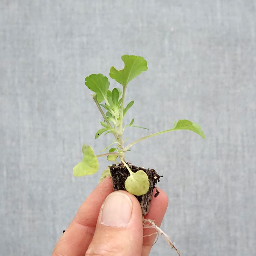 Viola cornuta F1 Prim Up Citrus blend Plug plant 2.2cm x 2cm - Tray of 35 sample as delivered in autumn