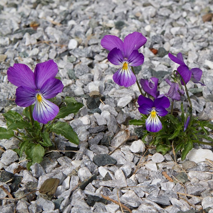 Viola corsica  (Plant habit)