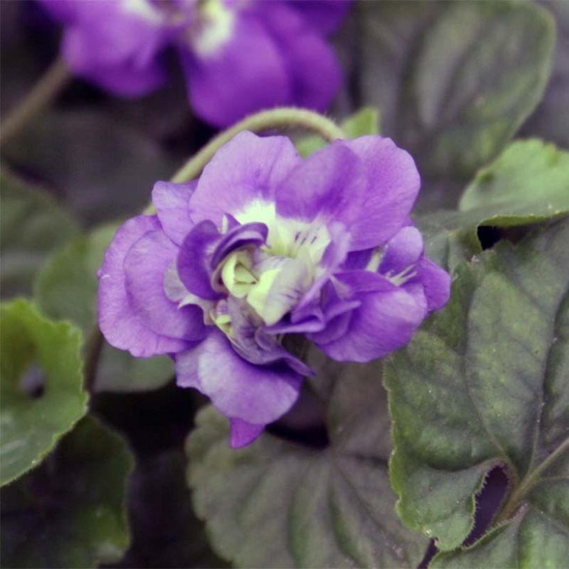 Viola odorata Plena (Flowering)