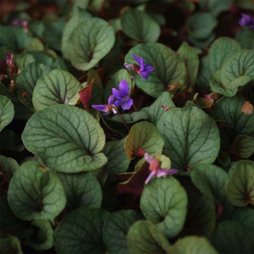 Viola walteri Silver Gem (Flowering)