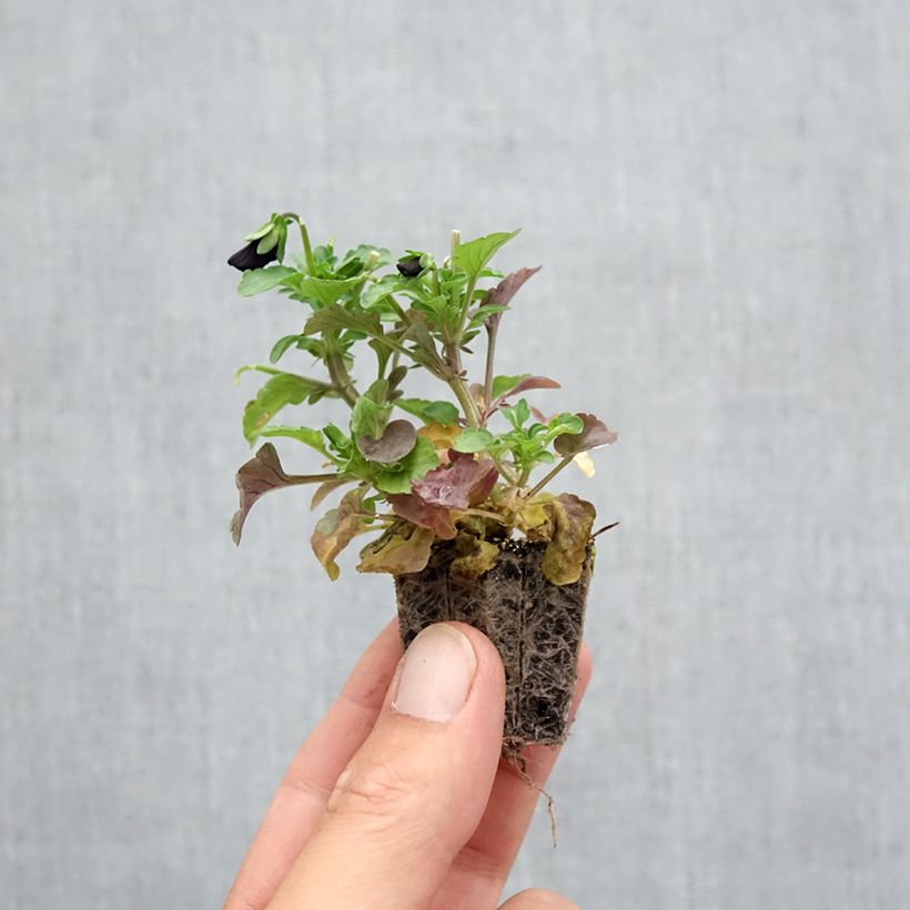 Viola cornuta F1 Sorbet Black Delight - Horned Pansy Plug plants 3.8 x 3.2cm - Tray of 16 sample as delivered in autumn