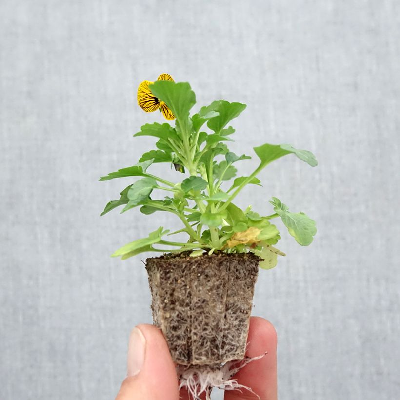 Viola cornuta Butterfly Tiger Eyes - Horned pansy Plug plants 3.8 x 3.2cm - Tray of 16 sample as delivered in autumn