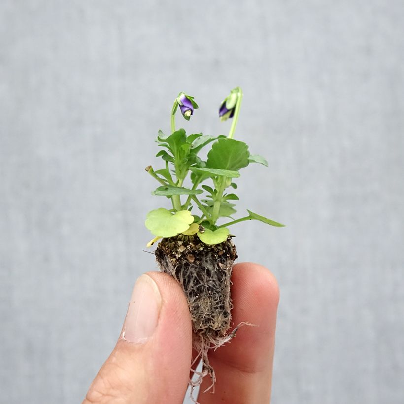 Viola cornuta F1 Kitty Surprise - Horned Pansy Plug plant 2.2cm x 2cm - Tray of 35 sample as delivered in autumn