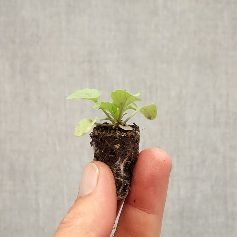 Viola x cornuta Sorbet XP Red - Pansy Plug plant 1.5/2.5 cm sample as delivered in autumn