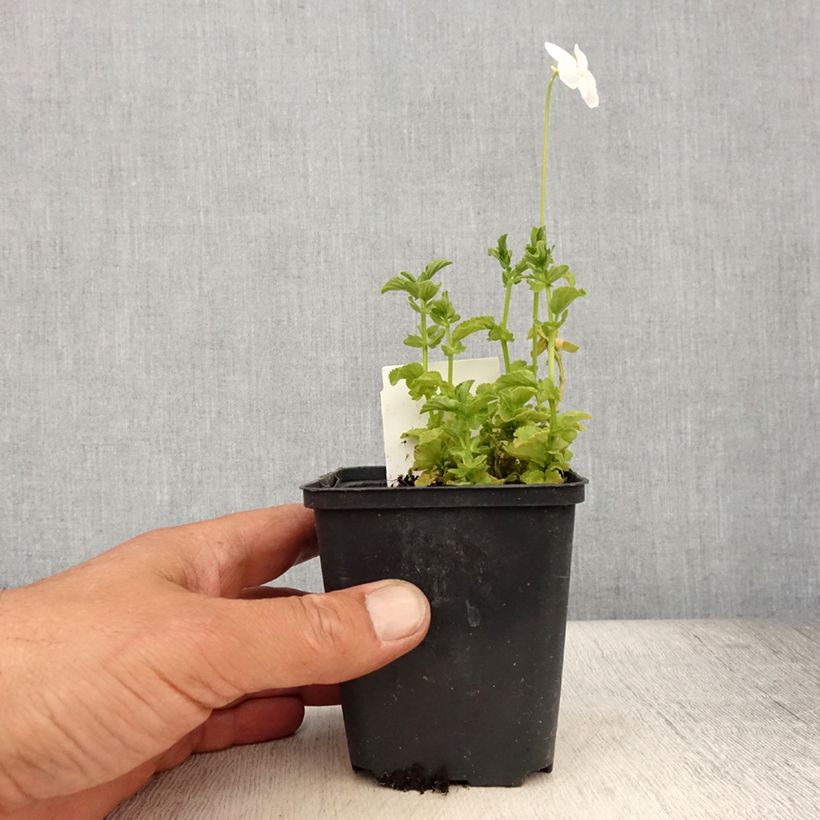 Viola cornuta Wisley White - Horned pansy 8/9 cm pot sample as delivered in summer