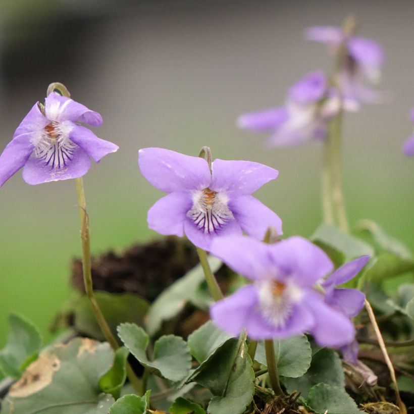 Viola reichenbachiana (Flowering)