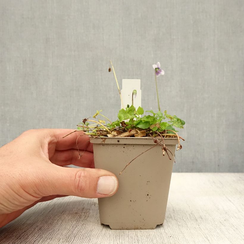 Viola hederacea  8/9 cm pot sample as delivered in autumn