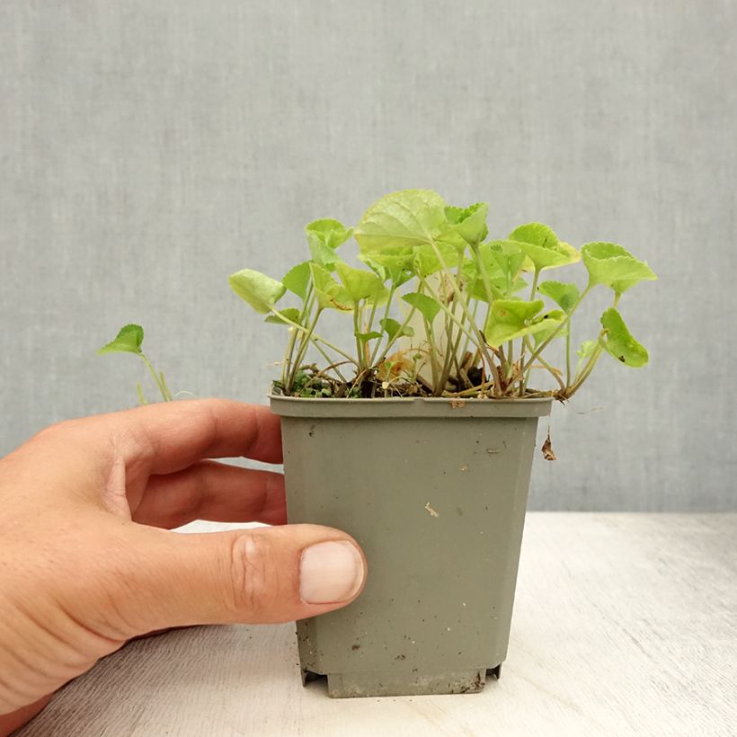 Viola odorata Alba 8/9 cm pot sample as delivered in summer