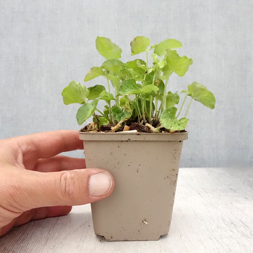 Viola odorata 8/9 cm pot sample as delivered in summer