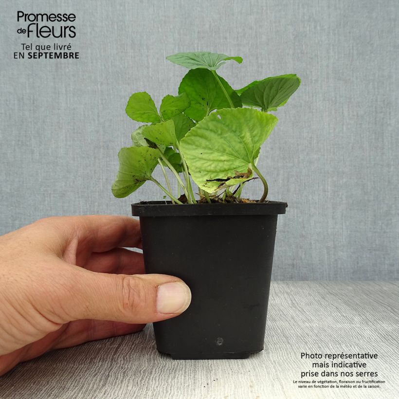 Viola sororia Albiflora 8/9 cm pot sample as delivered in autumn