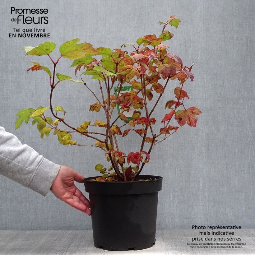 Viorne boule de Neige - Viburnum opulus Roseum en pot de 7,5L/10L sample as delivered in autumn