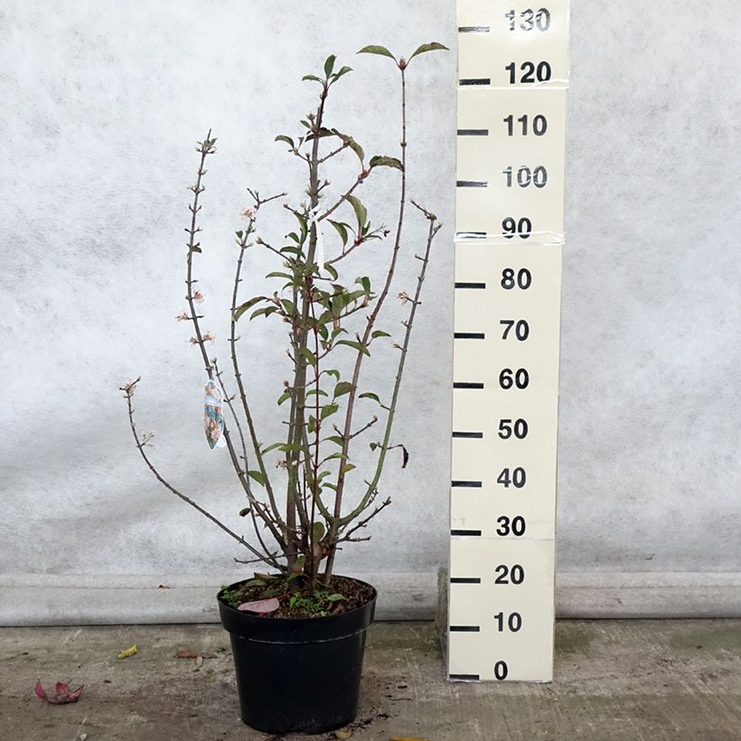 Viburnum bodnantense Dawn 7.5L/10L pot sample as delivered in autumn