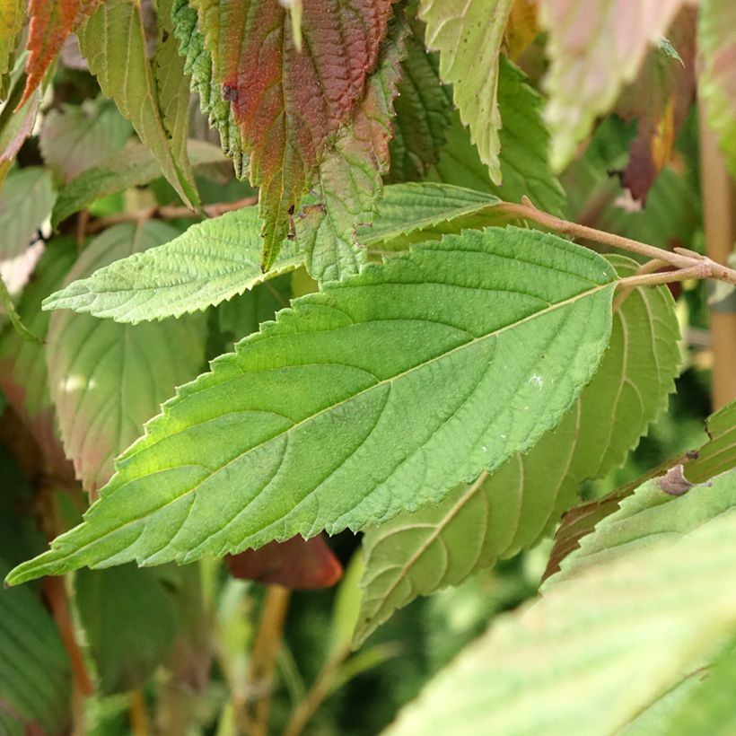 Viburnum plicatum f. tomentosum Cascade - Japanese Snowball (Foliage)