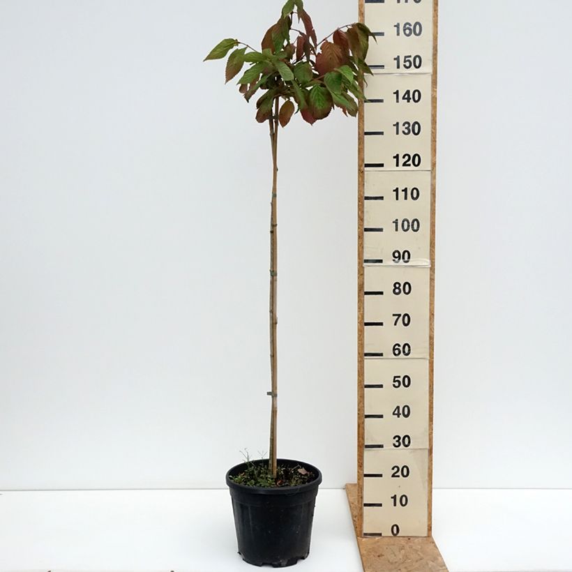 Viburnum plicatum f. tomentosum Cascade - Japanese Snowball 7.5L/10L pot sample as delivered in summer