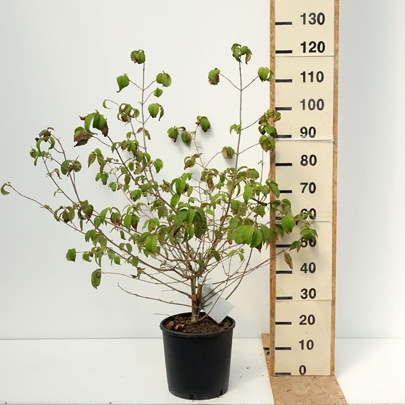 Viburnum plicatum mariesii Shasta 7.5L/10L pot sample as delivered in summer