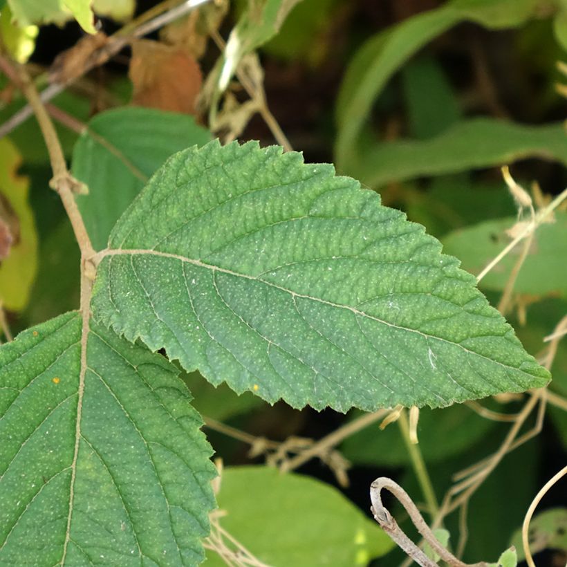Viburnum plicatum Tomentosum (Foliage)